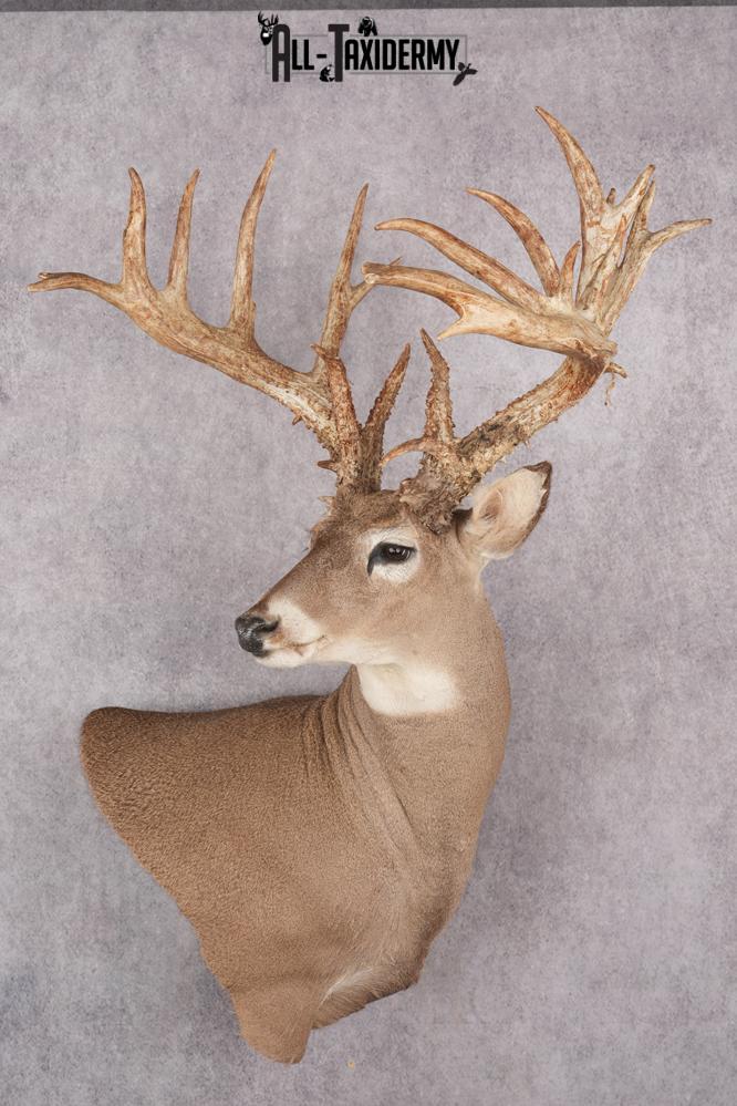 Whitetail Deer