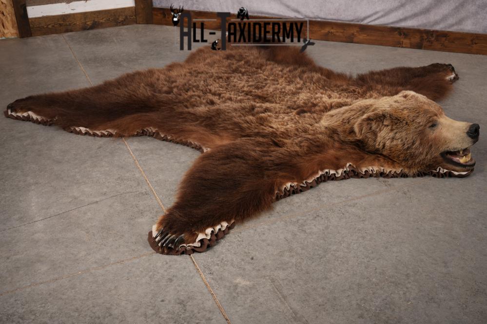 Grizzly Bear Taxidermy Rug SKU 2641 - Image 13