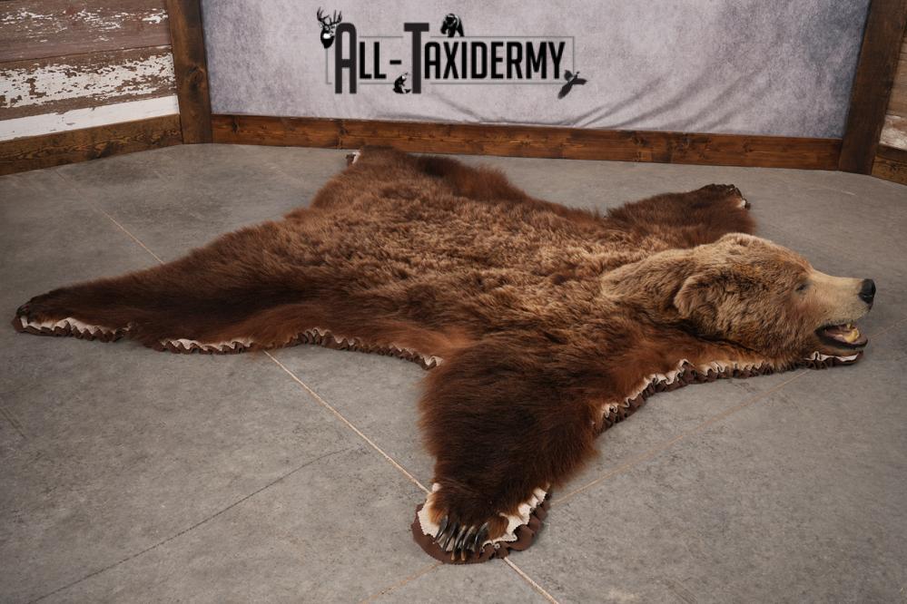 Grizzly Bear Taxidermy Rug SKU 2641 - Image 12