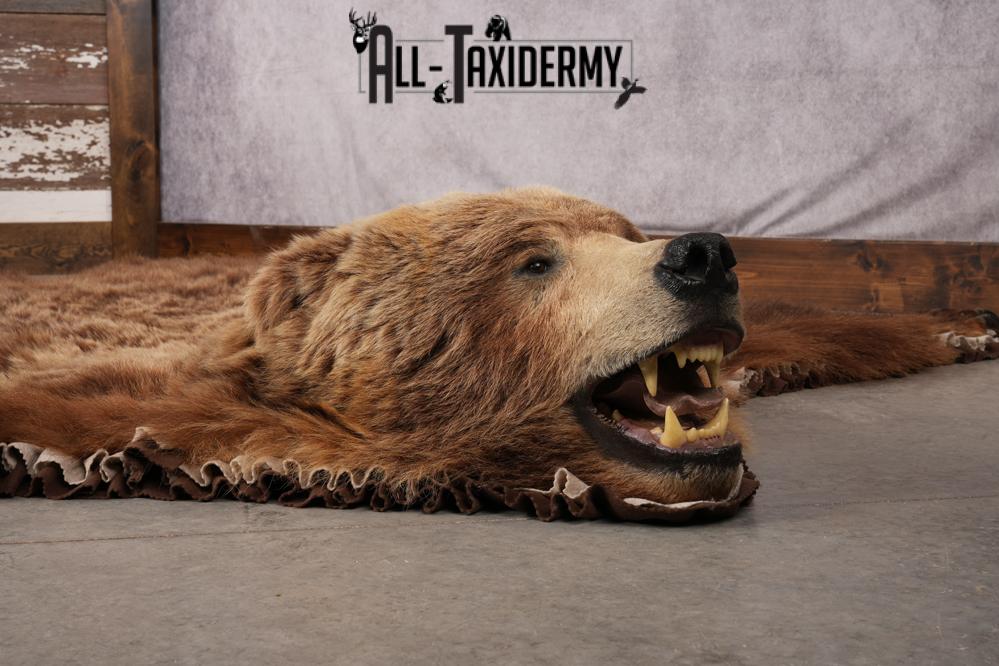 Grizzly Bear Taxidermy Rug SKU 2641 - Image 11