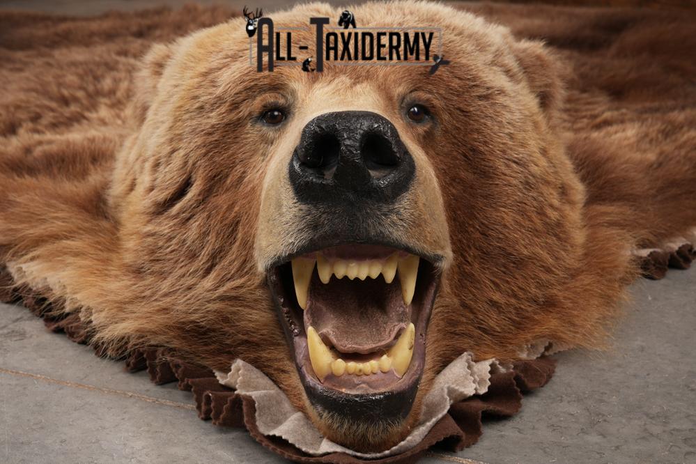 Grizzly Bear Taxidermy Rug SKU 2641 - Image 10