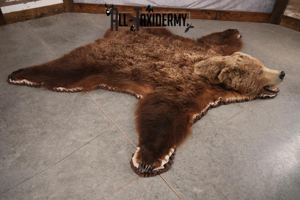 Grizzly Bear Taxidermy Rug SKU 2641 - Image 8