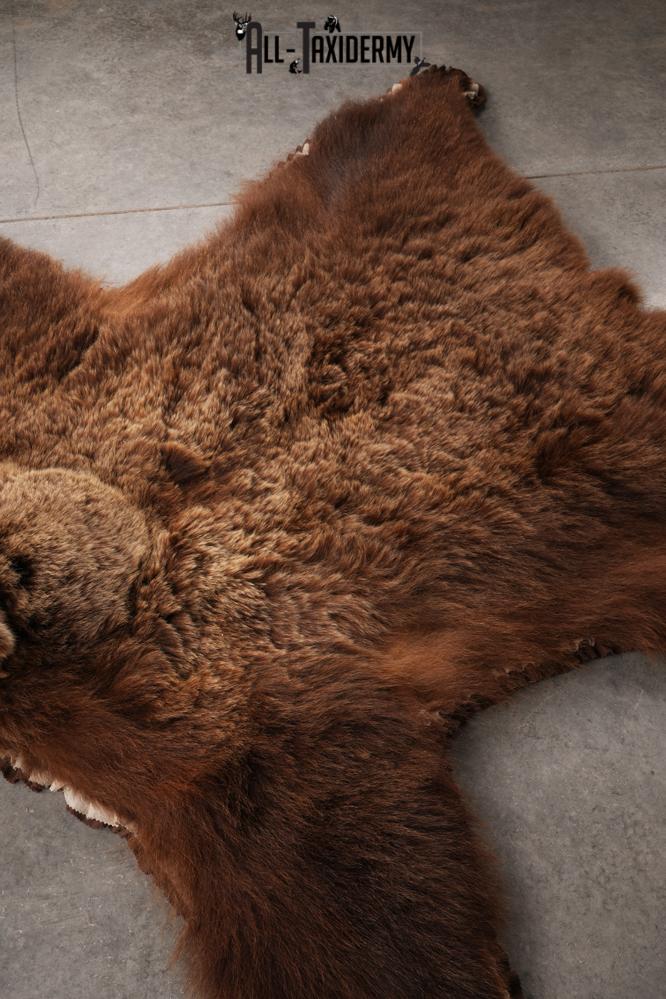 Grizzly Bear Taxidermy Rug SKU 2641 - Image 7