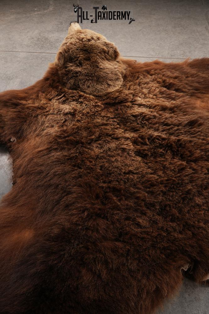 Grizzly Bear Taxidermy Rug SKU 2641 - Image 6