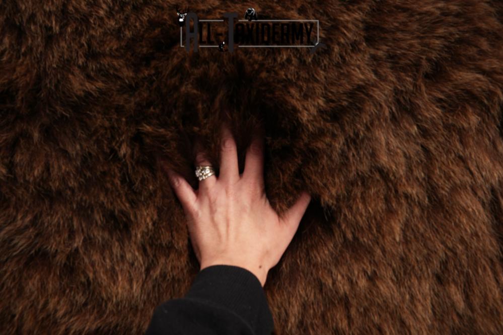 Grizzly Bear Taxidermy Rug SKU 2641 - Image 5