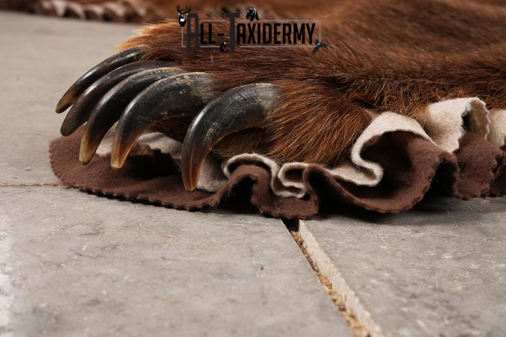 Grizzly Bear Taxidermy Rug SKU 2641 - Image 2