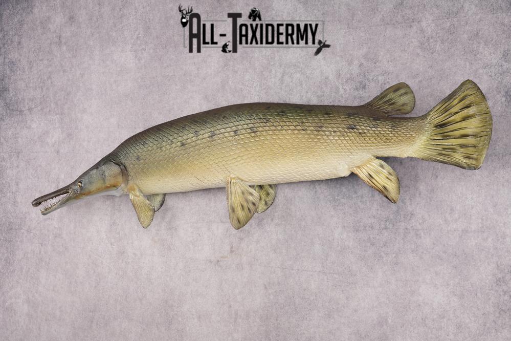 Garfish taxidermy mount for sale SKU 2749 - Image 10