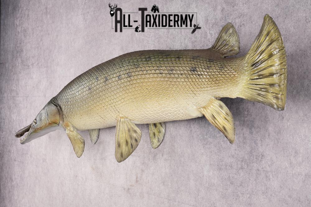 Garfish taxidermy mount for sale SKU 2749 - Image 9