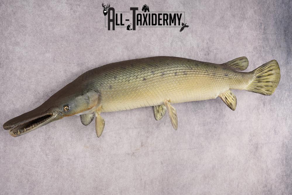 Garfish taxidermy mount for sale SKU 2749 - Image 8