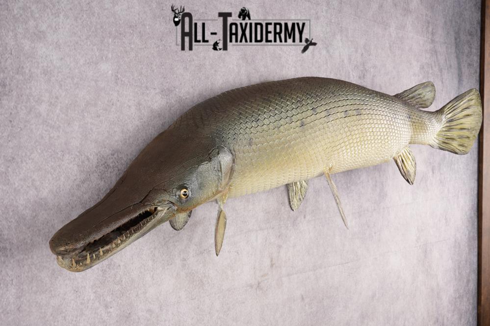 Garfish taxidermy mount for sale SKU 2749 - Image 7