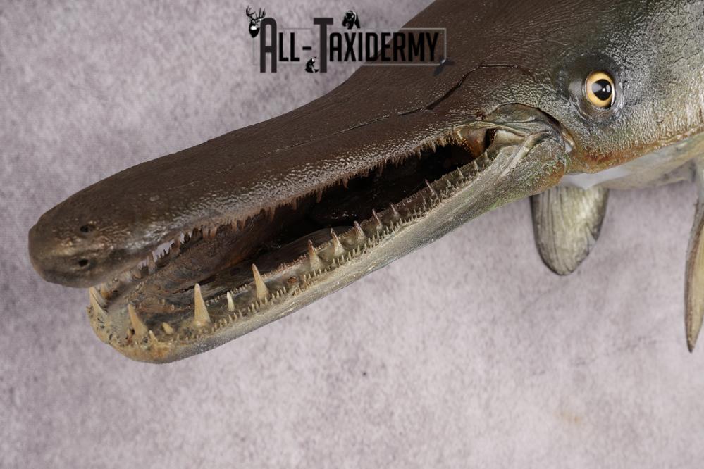 Garfish taxidermy mount for sale SKU 2749 - Image 6