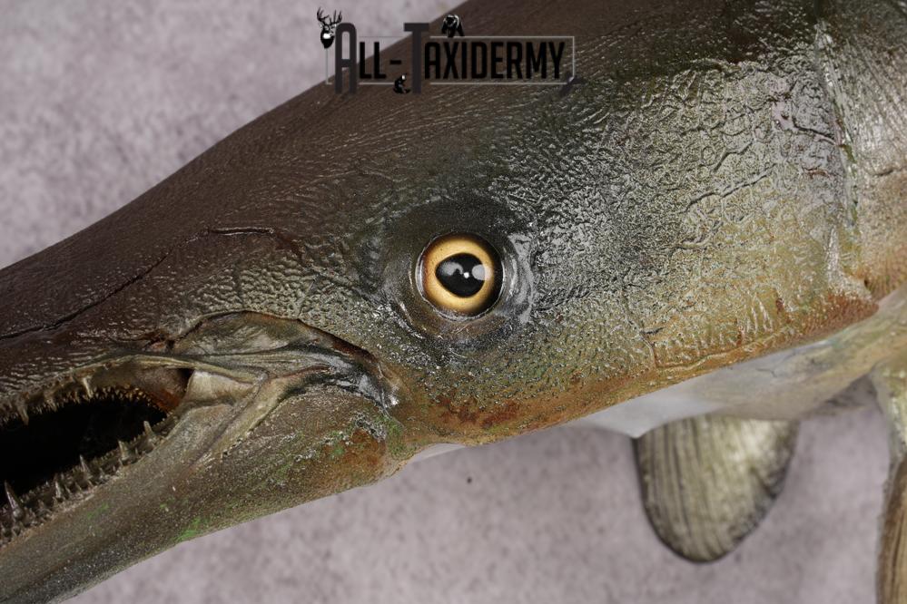 Garfish taxidermy mount for sale SKU 2749 - Image 5