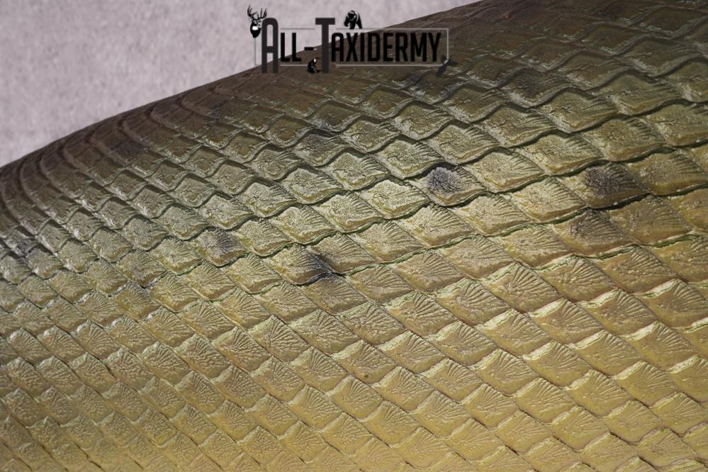 Garfish taxidermy mount for sale SKU 2749 - Image 4