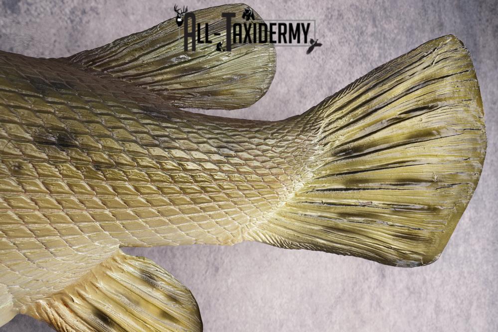 Garfish taxidermy mount for sale SKU 2749 - Image 3