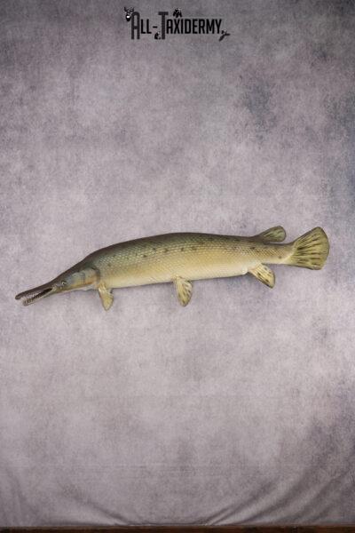 Garfish taxidermy mount for sale SKU 2749