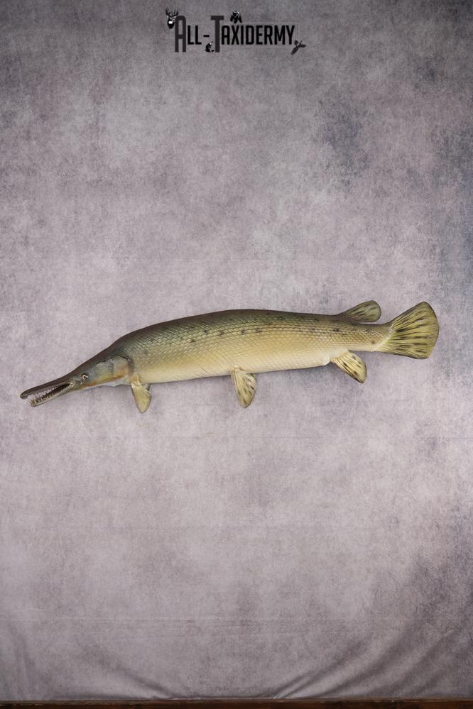 Garfish taxidermy mount for sale SKU 2749