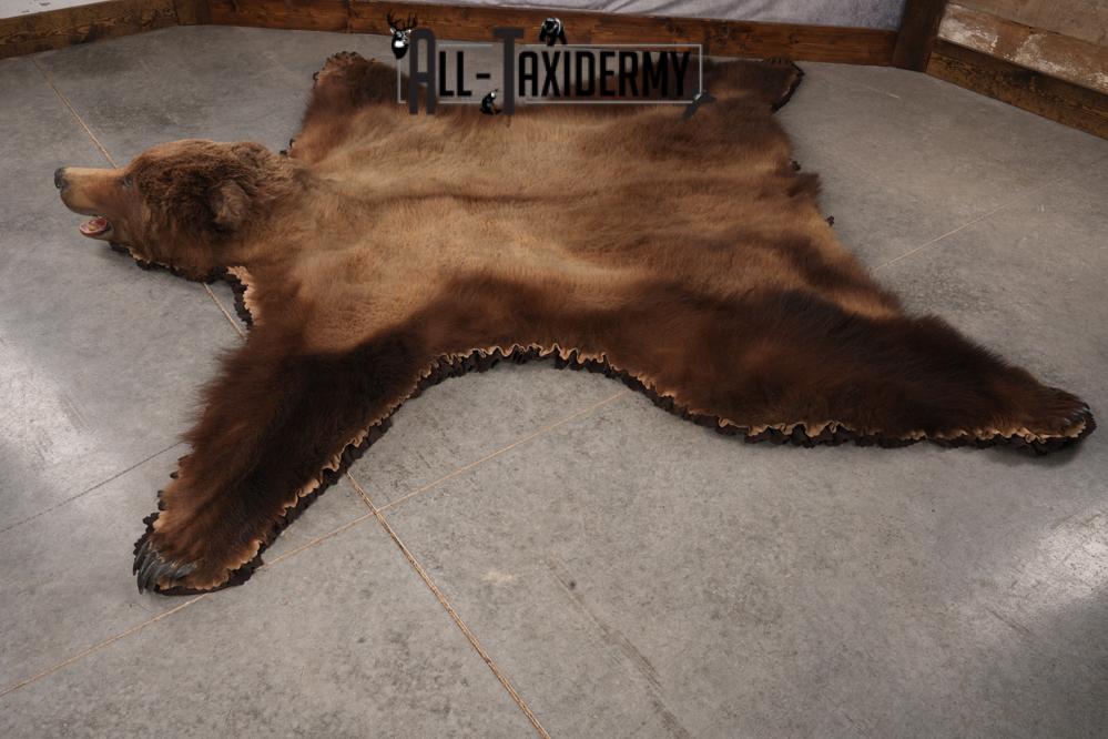 Alaskan Brown Bear Taxidermy Rug SKU 2751 - Image 11