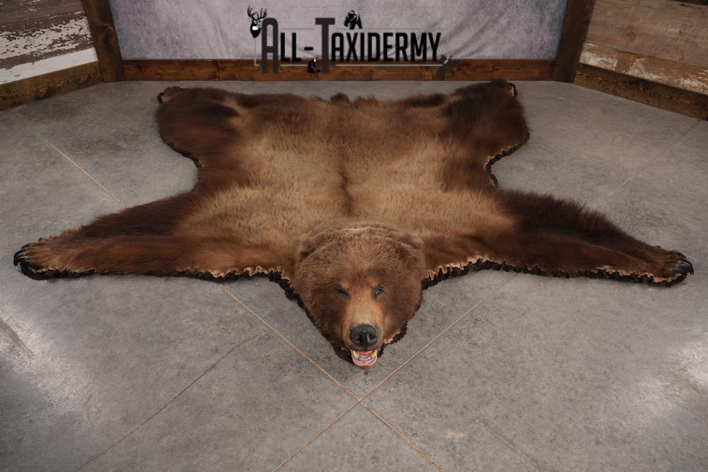 Alaskan Brown Bear Taxidermy Rug SKU 2751