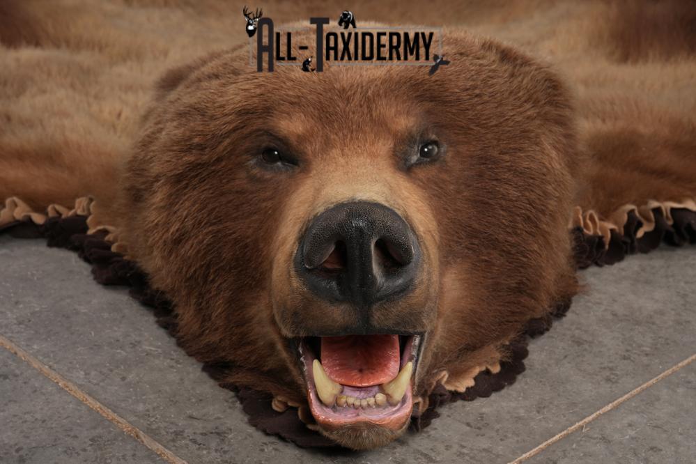 Alaskan Brown Bear Taxidermy Rug SKU 2751 - Image 10