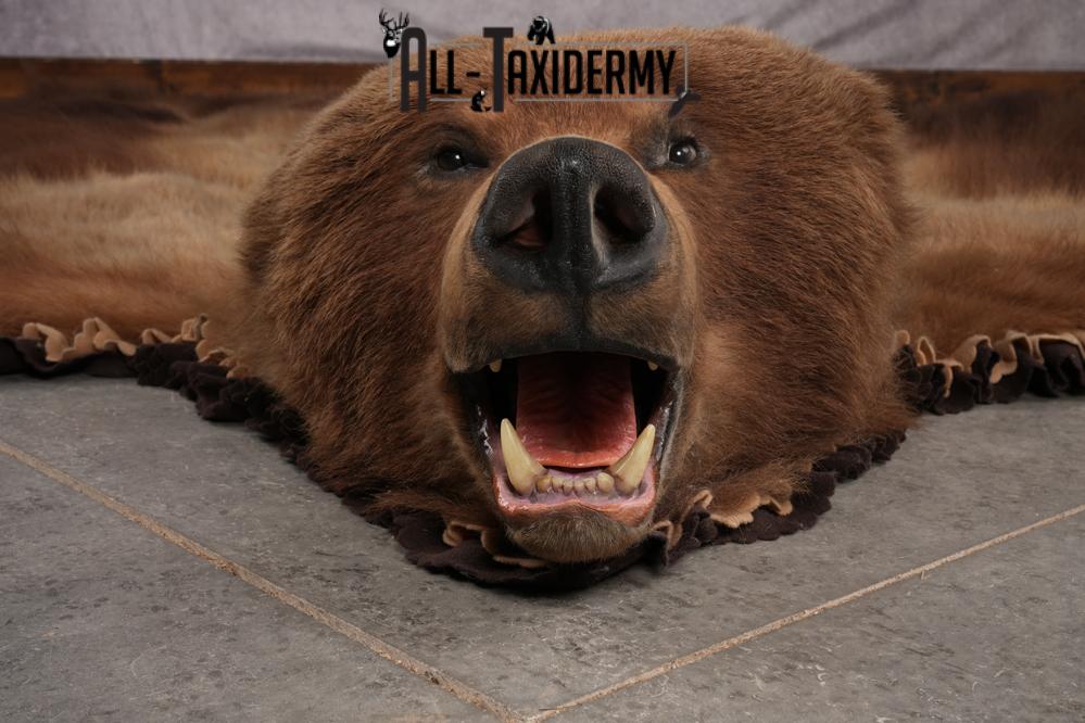 Alaskan Brown Bear Taxidermy Rug SKU 2751 - Image 9