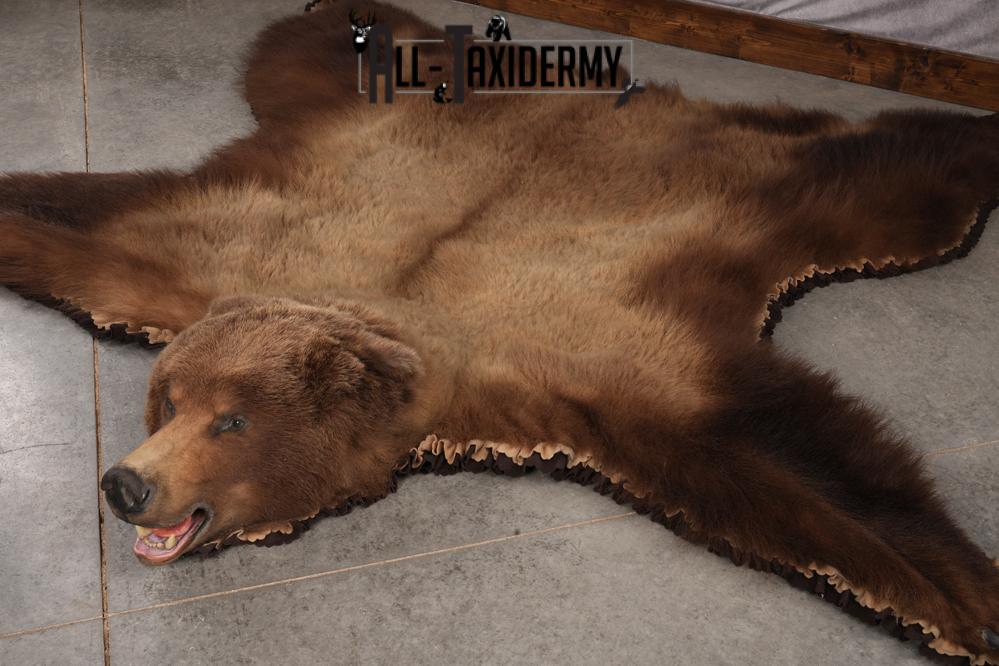 Alaskan Brown Bear Taxidermy Rug SKU 2751 - Image 8