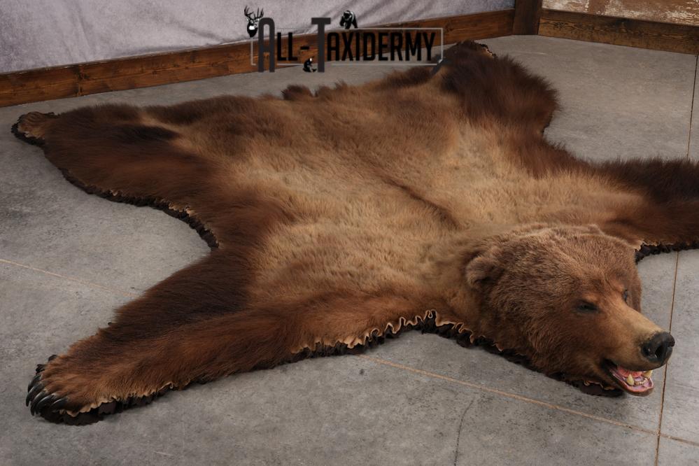 Alaskan Brown Bear Taxidermy Rug SKU 2751 - Image 7