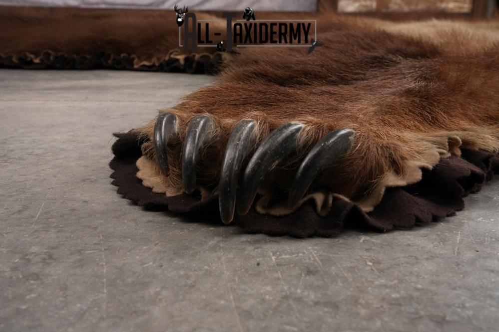 Alaskan Brown Bear Taxidermy Rug SKU 2751 - Image 6