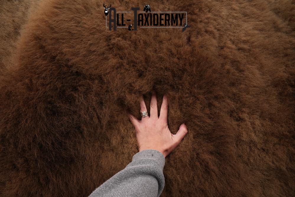 Alaskan Brown Bear Taxidermy Rug SKU 2751 - Image 5