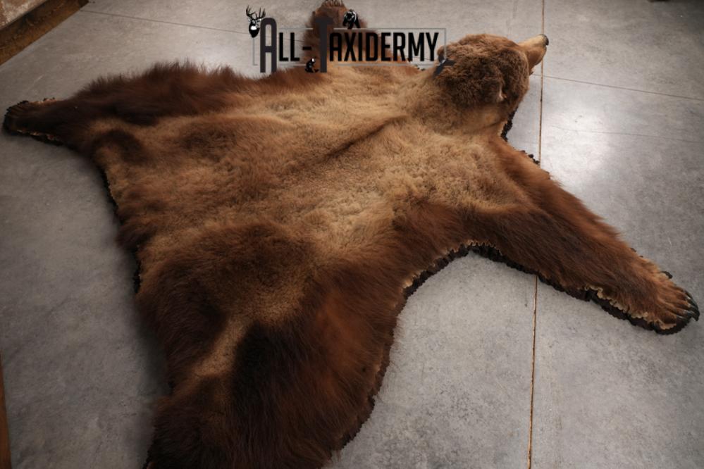 Alaskan Brown Bear Taxidermy Rug SKU 2751 - Image 4