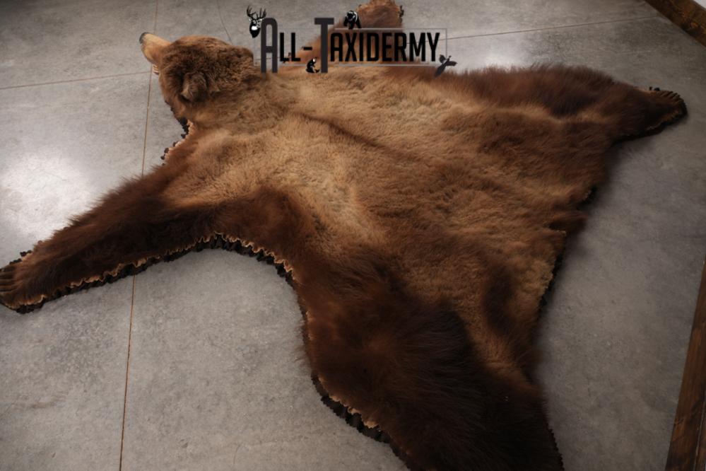 Alaskan Brown Bear Taxidermy Rug SKU 2751 - Image 3