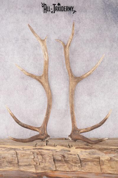 Elk Antler Pair Cut Offs SKU 2766