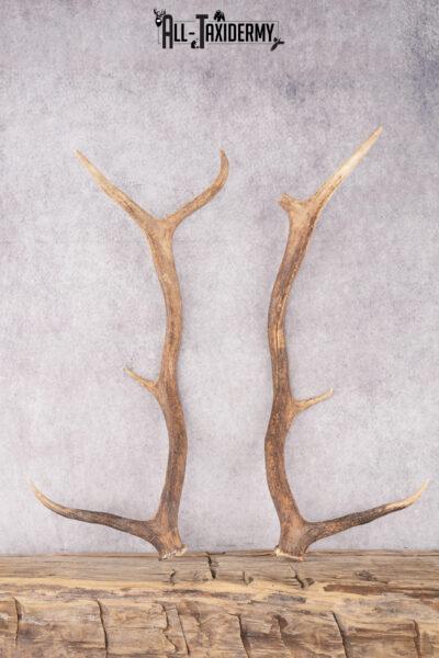 Elk Antler Pair Cut Offs SKU 2765