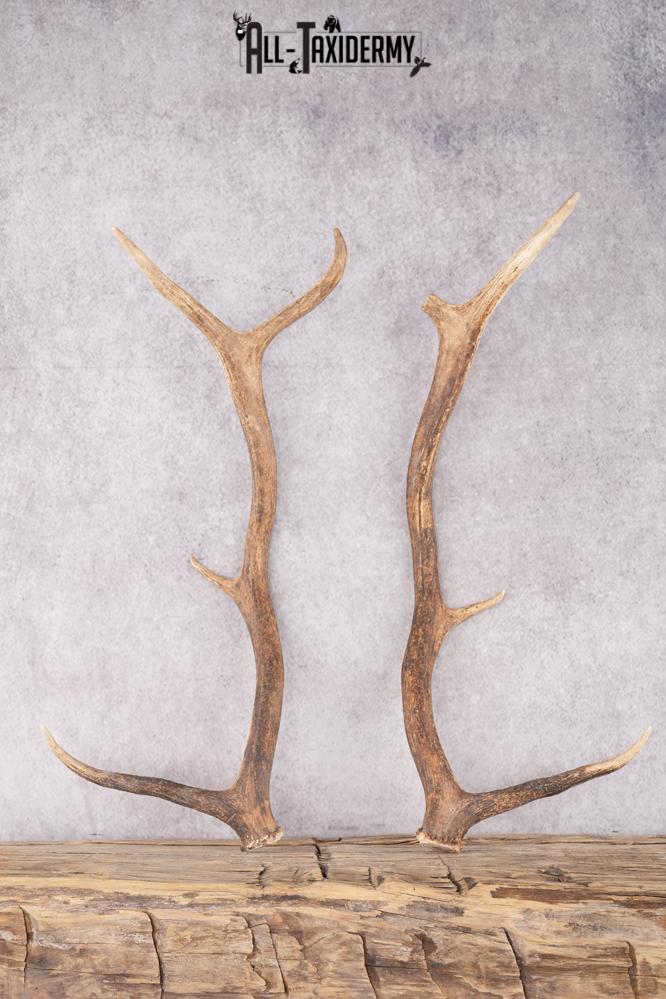 Elk Antler Pair Cut Offs SKU 2765