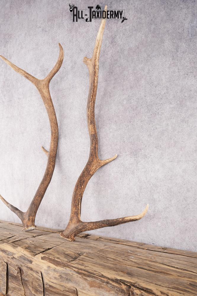 Elk Antler Pair Cut Offs SKU 2765 - Image 4