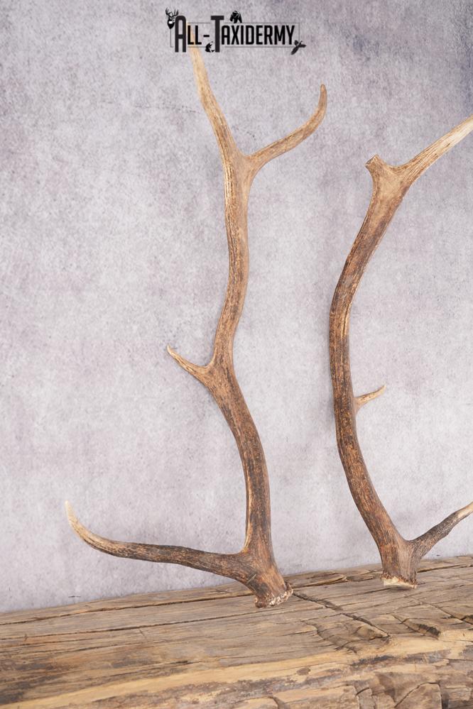 Elk Antler Pair Cut Offs SKU 2765 - Image 3