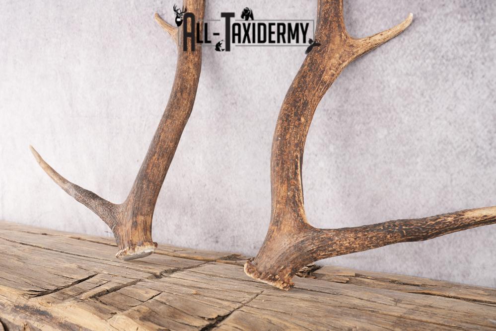 Elk Antler Pair Cut Offs SKU 2765 - Image 2