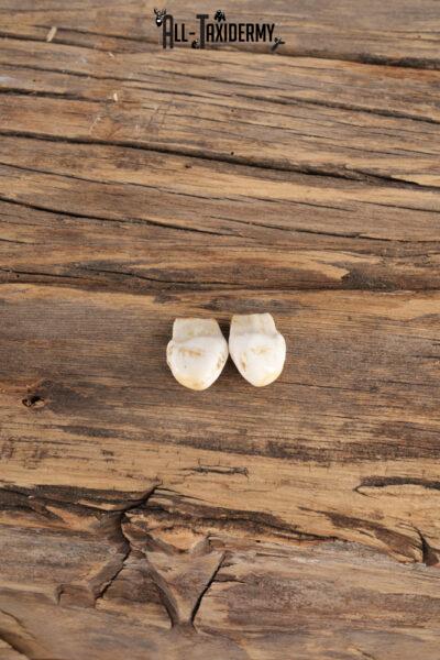 Elk Ivory Teeth SKU 2764