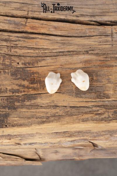 Elk Ivory Teeth SKU 2763