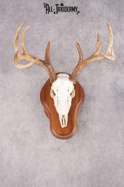 10 Point Whitetail Deer Skull & Plaque Mont SKU 2757