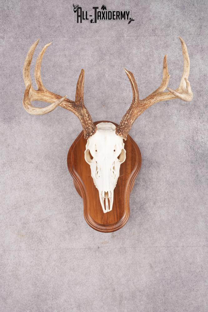 10 Point Whitetail Deer Skull & Plaque Mont SKU 2757