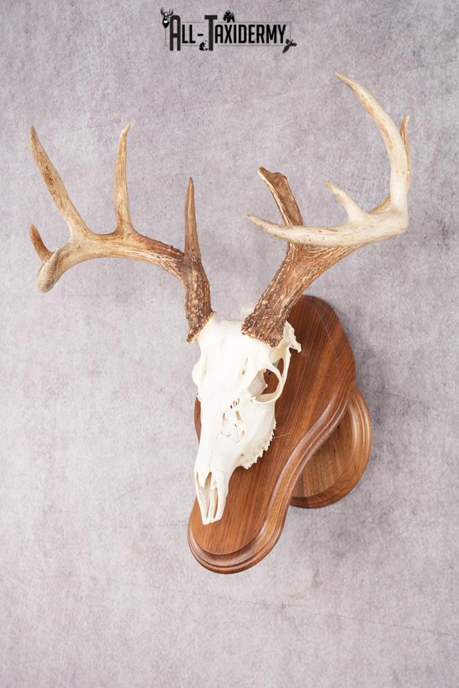10 Point Whitetail Deer Skull & Plaque Mont SKU 2757 - Image 5