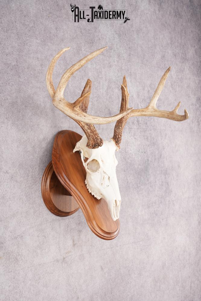 10 Point Whitetail Deer Skull & Plaque Mont SKU 2757 - Image 4