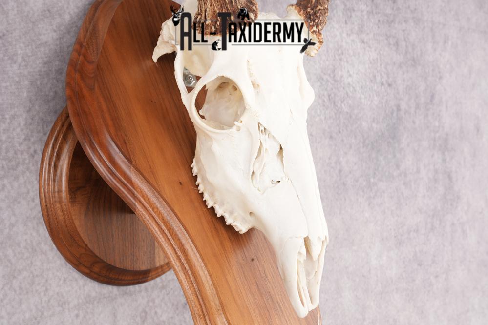 10 Point Whitetail Deer Skull & Plaque Mont SKU 2757 - Image 3