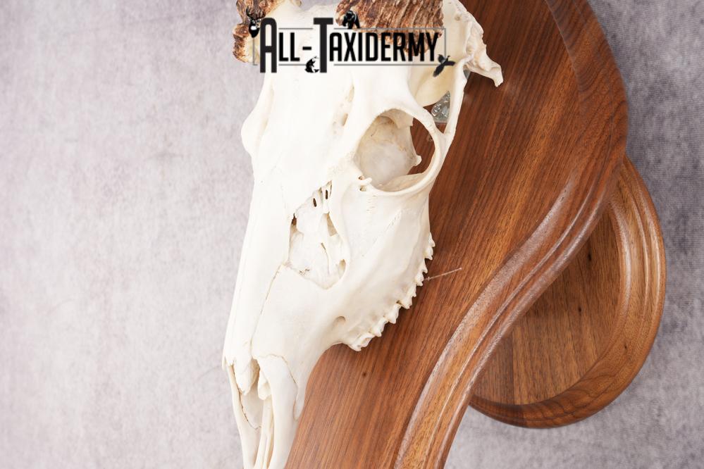 10 Point Whitetail Deer Skull & Plaque Mont SKU 2757 - Image 2