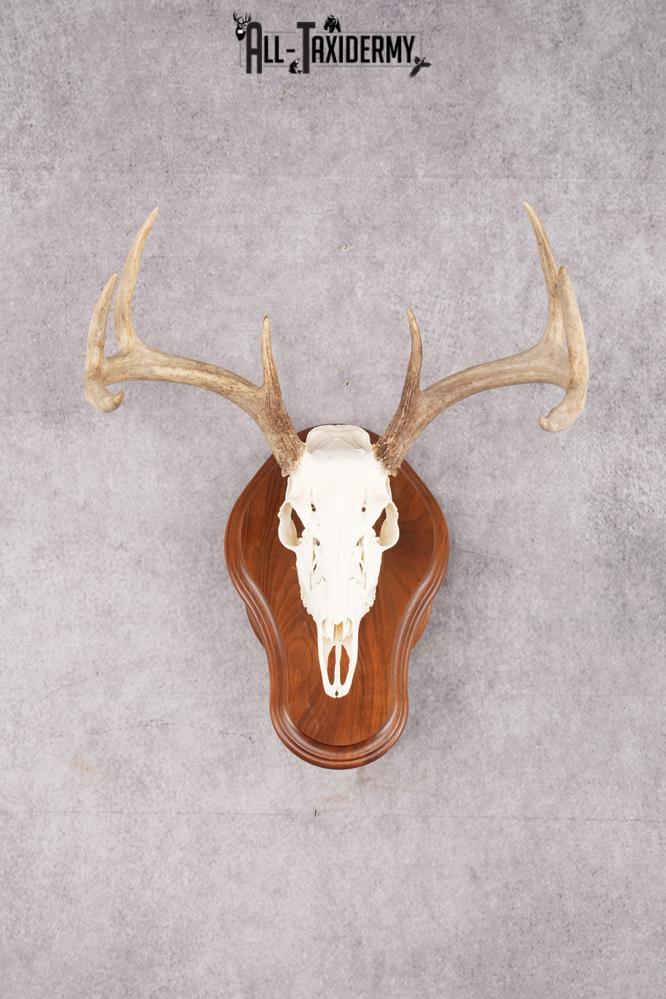 8 Point Whitetail Deer Skull & Plaque SKU 2756