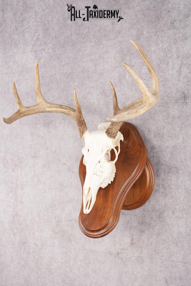 8 Point Whitetail Deer Skull & Plaque SKU 2756 - Image 5