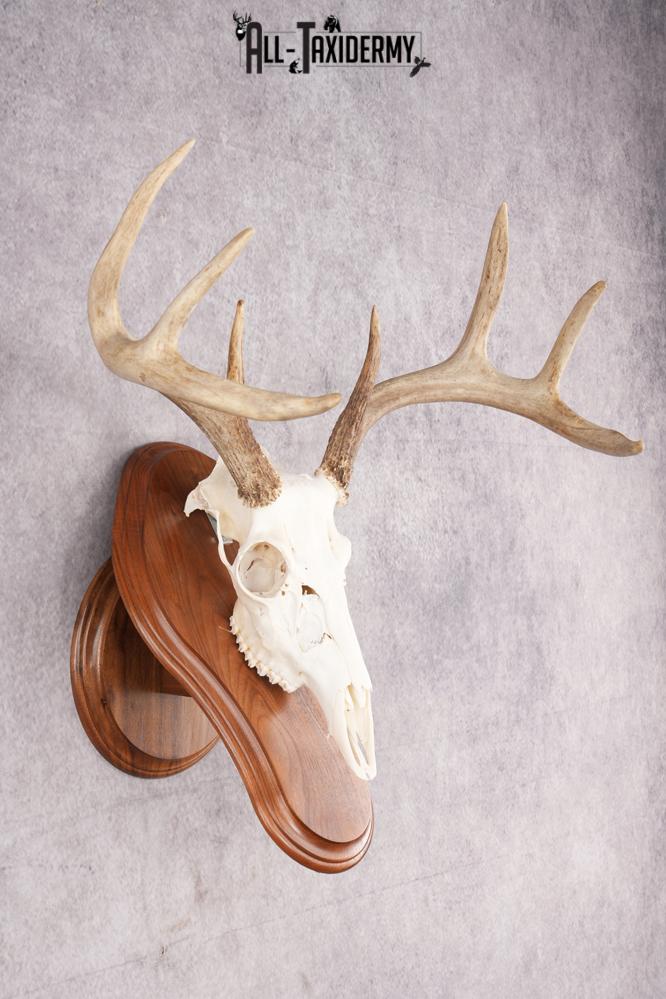 8 Point Whitetail Deer Skull & Plaque SKU 2756 - Image 4