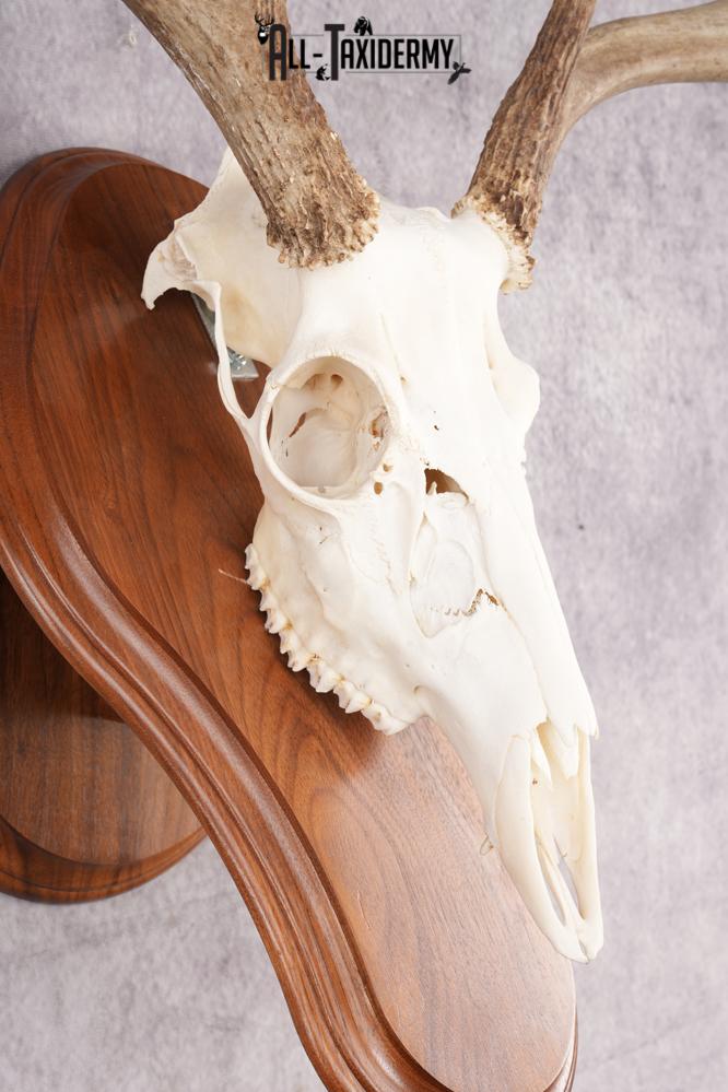 8 Point Whitetail Deer Skull & Plaque SKU 2756 - Image 3