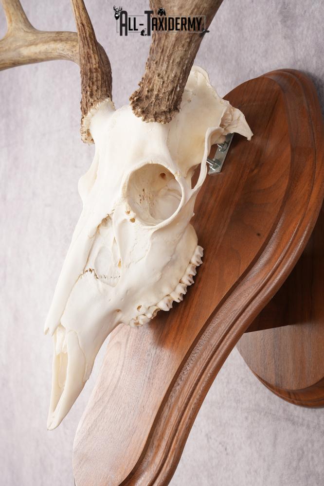 8 Point Whitetail Deer Skull & Plaque SKU 2756 - Image 2