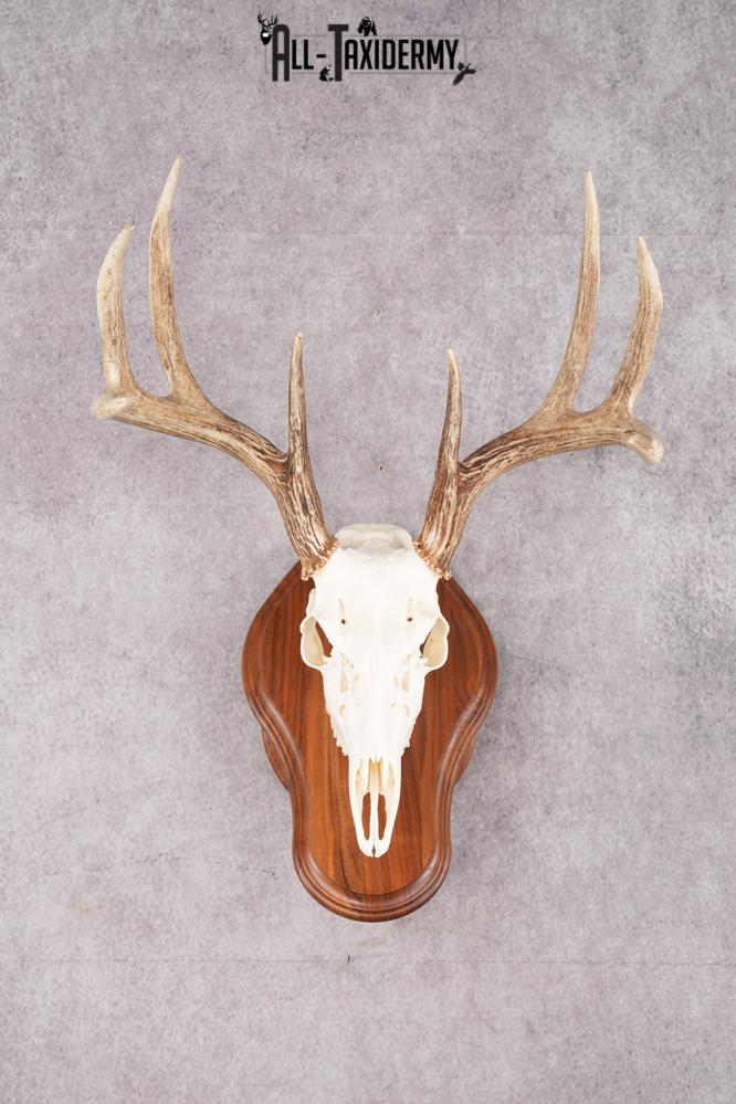 8 Point Whitetail Deer Skull & Plaque SKU 2755